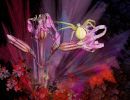 alain gobert ballooning spiders  all5072 recup