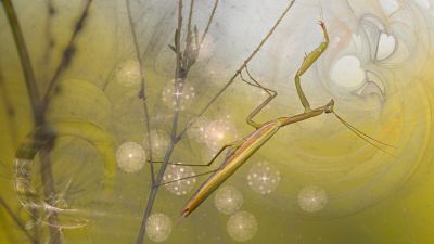 Insectes