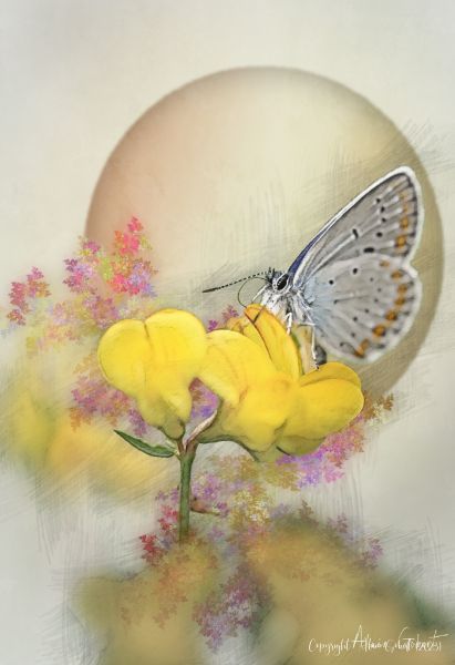 250531 ag  ani7022 modifier modifier