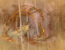 alain gobert phragmites dorees  act0123