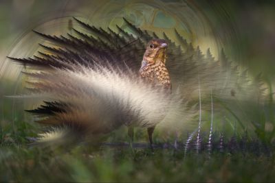 Oiseaux