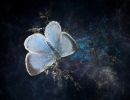 bleu nacre alain gobert
