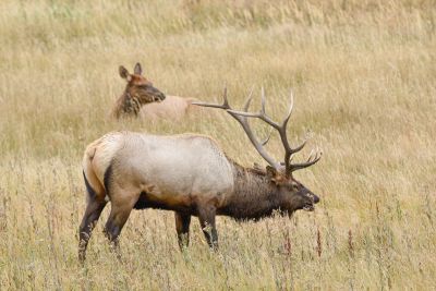 Yellowstone